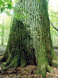 Professor Zdzislaw Pucek