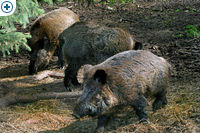 ��������� � ����� ����