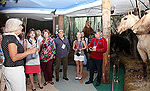 click to enlarge in the new window