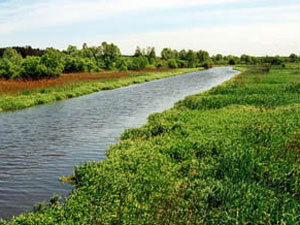 Because of land-reclamation in the late ĠĠ century, bogs began to dry up. Photo from 1nrc.ru