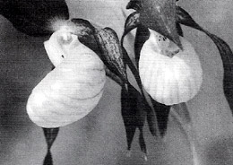 ������� �������� � ������������� ���������