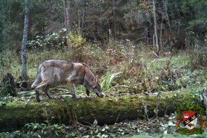 click to enlarge in the new window