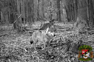 click to enlarge in the new window