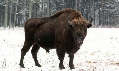 ������ ������������ ���� ��� ���� ������� �� ������