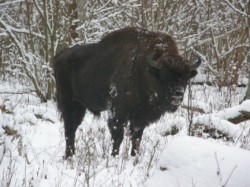 увеличить в новом окне