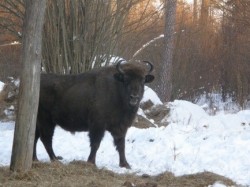 увеличить в новом окне