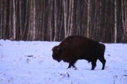 увеличить в новом окне