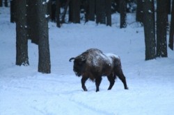 увеличить в новом окне