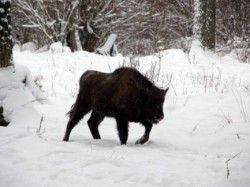 увеличить в новом окне