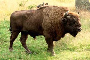 ����: dic.academic.ru
