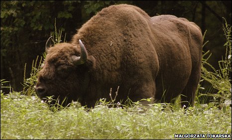 Huge, but vulnerable