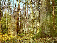 The beauty of Belovezhskaya Pushcha [enlarge]