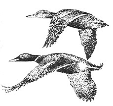 ������� ����� �������