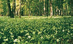 Oak forest with spring aspect of flowering Ramsons (Allium ursinum)