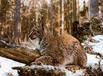 The lynx population in the entire Bialowieza Forest amounts to some 30-40 individuals