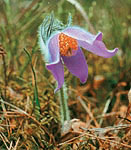 The Eastern Pasqueflower (Pul-satilla patens) is included in the Red Data Book of the Republic of Belarus