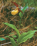 The Lady's Slipper (Cypripe-dium calceolus), one of the rarest orchid species, can be found in few places in the Bialowieza Forest