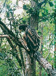 The Greater Spotted Eagle (Aquila clanga) only breeds in the Belarussian part of the Bialowieza Forest