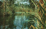 Small watercourses contribute very much to biodiversity