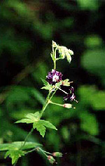 ������ ������