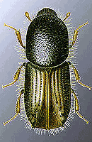 ������-�������� Ips typographus