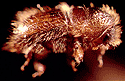 ������-�������� Ips typographus
