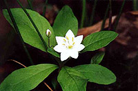 ����� ���������