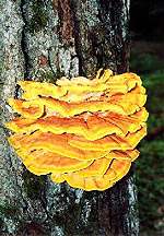 �������� ��������