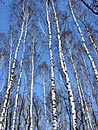 A birch ree and the sky