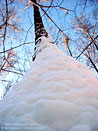 The winter � a birch tree and the sky