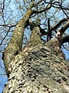An elm tree and the sky