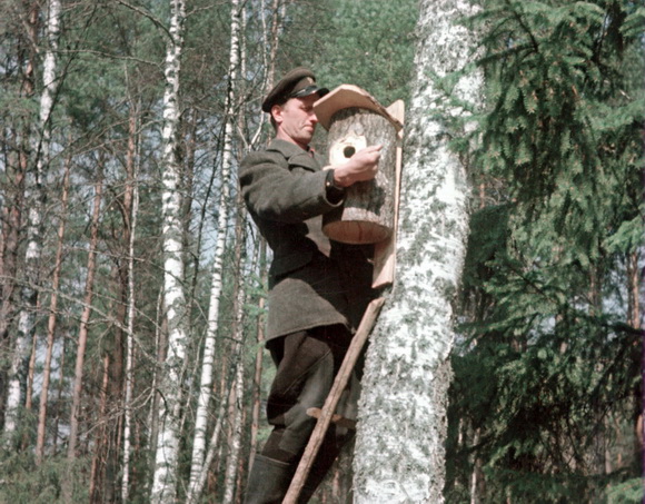Установка дуплянок в заповеднике 'Беловежская пуща'.1953 г.